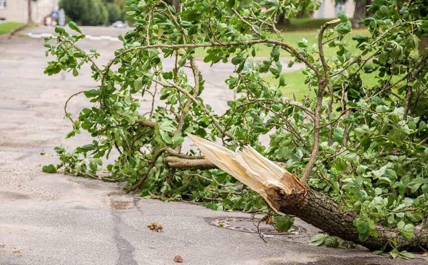 Hit By A Fallen Tree - Personal Injury - Pearson Solicitors